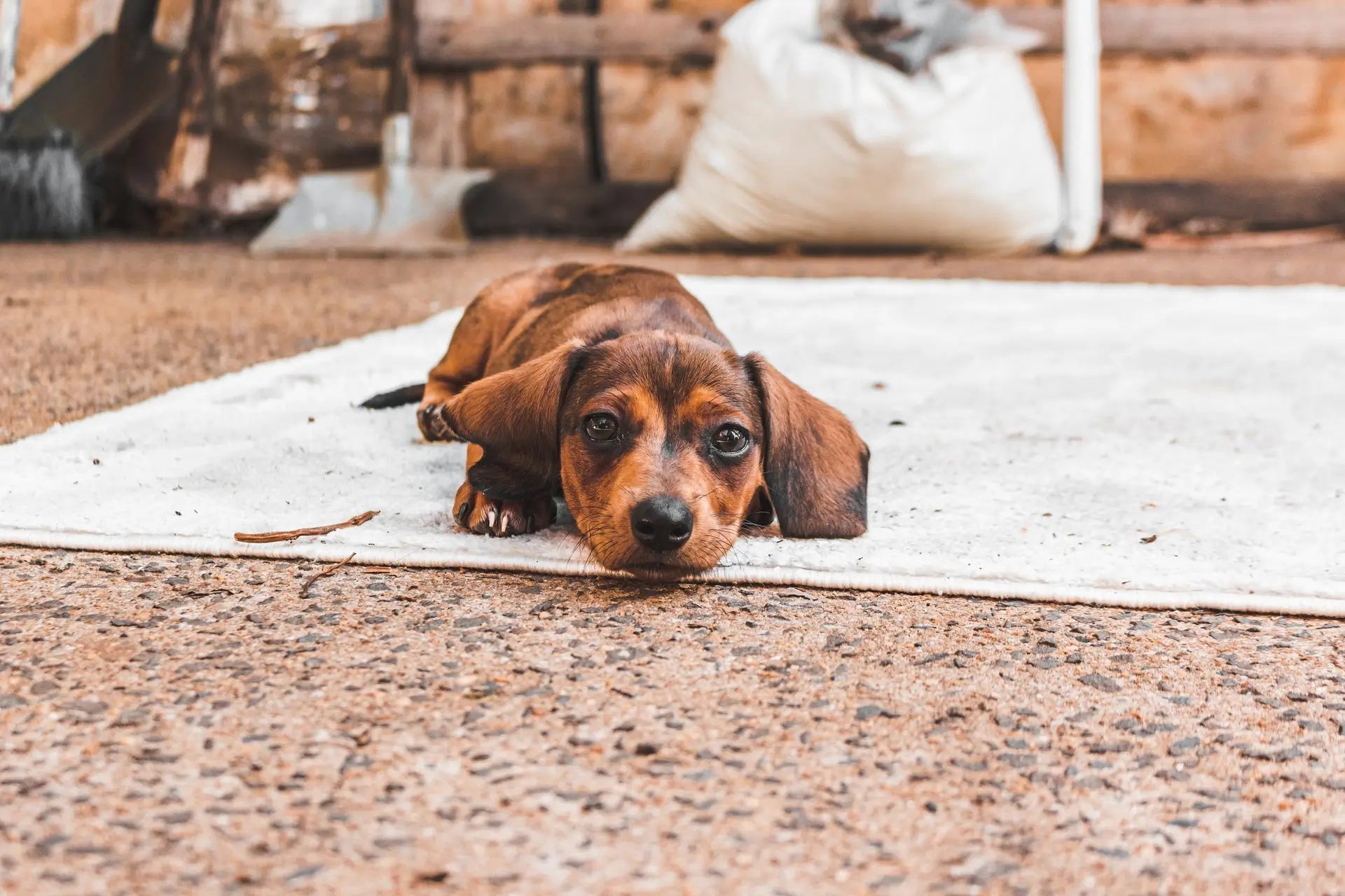 pet friendly rug guide